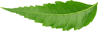 leaf