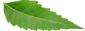 leaf